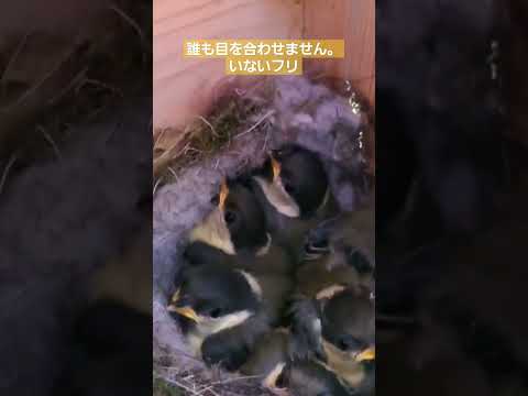 冬にシジュウカラの巣箱をどこに置くか？この鳥を引き寄せるには何を入れたらいいでしょうか？従うべき 3 つの重要なヒント  庭園