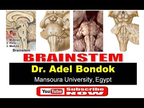 Brainstem, Dr Adel Bondok