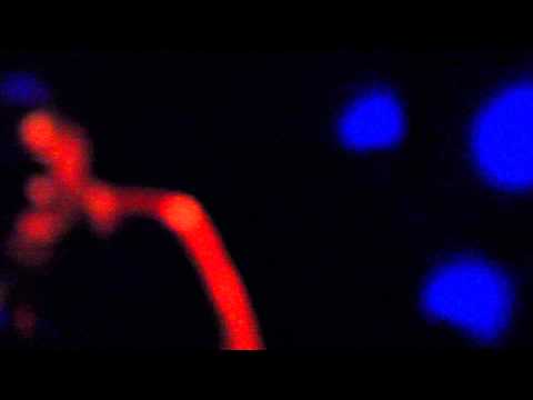 OG Dutch Master - "Lemme Get A Chocolate" (feat. Vinny Cha$e & Kid Art)