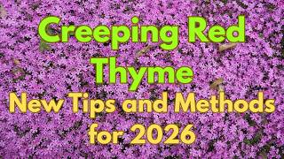 Creeping Thyme: New tips and methods for 2026