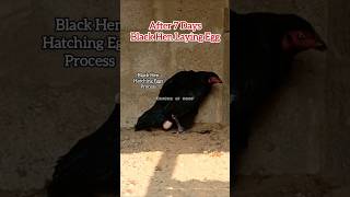 Download lagu Black Hen Breeding Process #aseel #chicken mp3