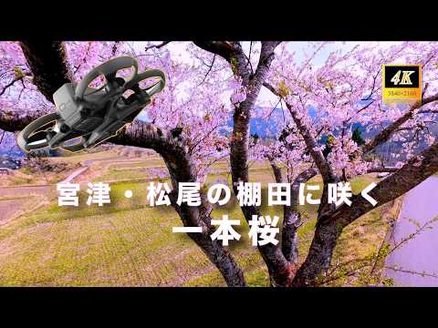 【宮津・松尾の棚田に咲く 一本桜】4Kドローン空撮