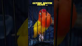 Download lagu Lovebird Lutino ngetik Tajam , Pancingan Untuk Lovebird Sulit Bunyi mp3