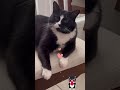 TUXEDO CAT FOUND ME ️