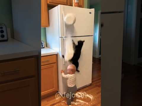 He Blamed the Cat Instantly 😱🐈‍ #Shorts #Cat #Jejo #Funny #Viral