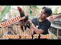 NGERI AYAM BANGKOK WIN 17 KALI PETARUNG WAJIB NONTON Konten Hiburan