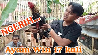 Download lagu NGERI AYAM BANGKOK WIN 17 KALI ( PETARUNG WAJIB NONTON ) Konten hiburan mp3 Download lagu NGERI AYAM BANGKOK WIN 17 KALI ( PETARUNG WAJIB NONTON ) Konten hiburan mp3