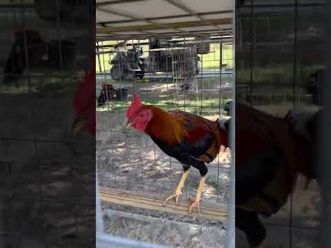 Larry Romero albany! Message lang po kayo sa mga papasabuy maraming salamat broodstag season 2022!