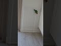 catch the criminal ???????? #parrot #bird #cute #shortvideo #pets #animals #funnybirds #fyp #모란앵무 #힐링 #앵무새