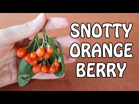 Orange Glueberry (Cordia sinensis) - Weird Fruit Explorer Ep. 387