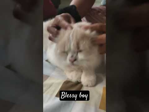 BIG blessy boy having his massage! #catlover #persiancat #musicisnotmine #noinfringementintended