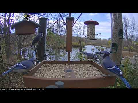 Busy Blue Jays and Red-bellied Woodpeckers (edited) – Nov. 8, 2018