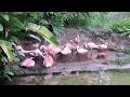 Lesser Flamingo At Walt Disney World Animal Kingdom 2022