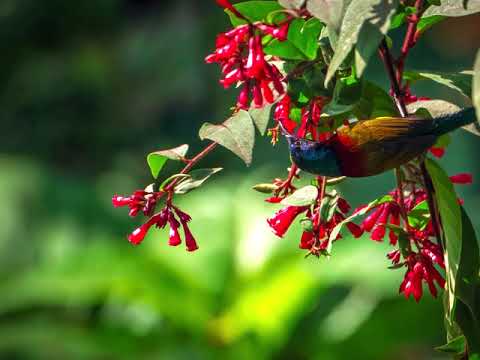 Borong - a photographer's journey