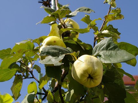 観賞用マルメロ 植物