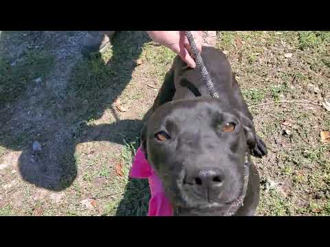 Donna, an adopted Black Labrador Retriever & Whippet Mix in Bandera, TX_image-1