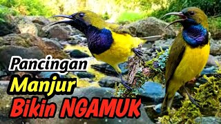 Download lagu Masteran Sogok Ontong Utama | Suara Aliran Sungai & Alam yang Damai | Terapi Burung Gacor mp3