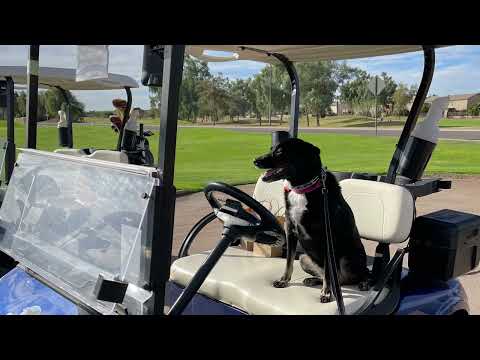 Josie, an adopted Cattle Dog Mix in Chandler, AZ_image-1