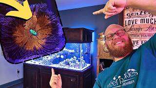 TOP 3 CORAL to add early in your Reef Tank, and why!