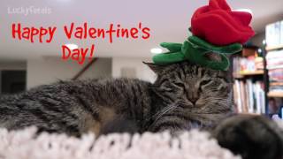 Cats Wearing Flower Hats For Valentine's Day - Let Me Call You Sweetheart EDM Remix