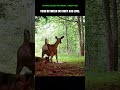 Mother Deer Leaves Fawn to be Eaten by a Hungry Bear - She Wanted to Live!