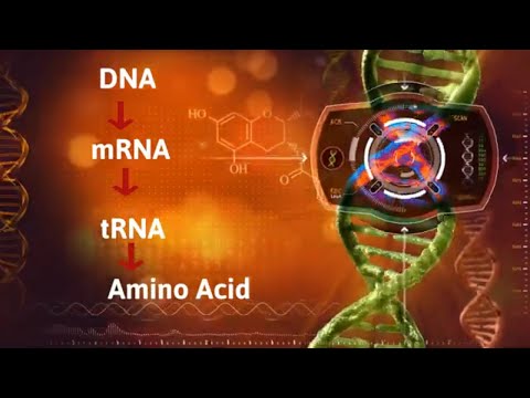 Coding from Transcription to Translation |DNA to mRNA to tRNA| Video