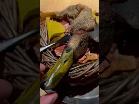 Would you try DUCK BRAIN!?