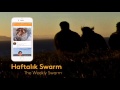 Haftalık Swarm The Weekly Swarm