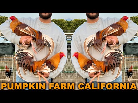 Golden Grey Pumpkin Kelso Roundhead Sweater - PUMPKIN FARM Beautiful Birds