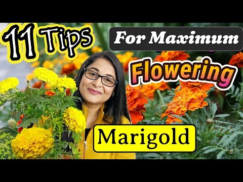 🔴MARIGOLD COMPLETE PLANT CARE TIPS TO MAKE BUSHY & FLOWERING/marigold plant / GENDA PLANT #marigold