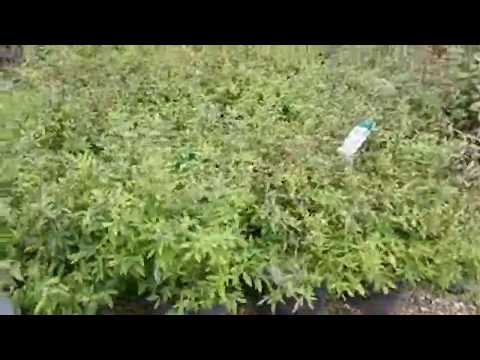 Garden Center Tour Spring 2019 #2