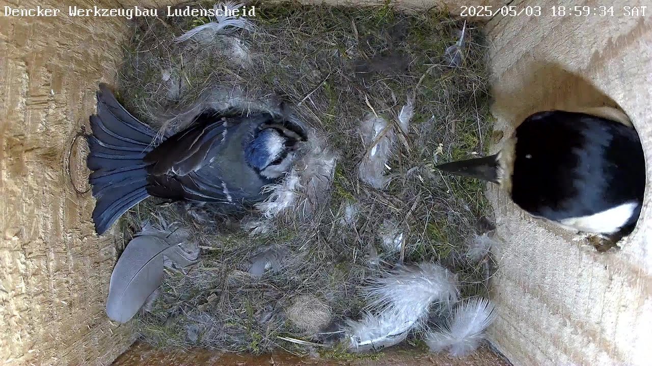 Spechtangriff bei Lady Gaga | 03.05.2025