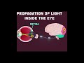 Why We Can't See in the Dark: The Limits of Human Vision