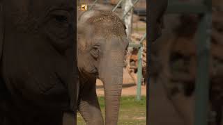 Elephant Sounds (Asian Elephant Walking Outdoors In Zoo Habitat)