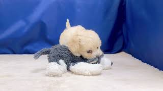 ハーフ犬の動画01