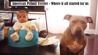 Throw Back - American Pitbull Terrier - Where it all started for us