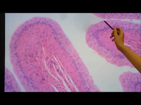 Tecido epitelial 2 - Epitélio de revestimento. Lâminas