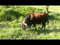 Vache D Hérens