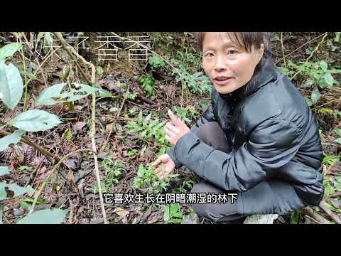 深绿卷柏又叫龙鳞草，这3大妙用太厉害了，遇见挖些回家