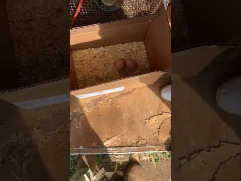 Part 4on the family farm