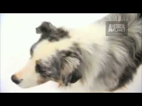Dogs 101 - Australian Shepherd
