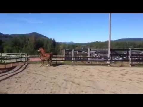 Champion Zangreal by WH Justice with filly by Kais Albaydaa