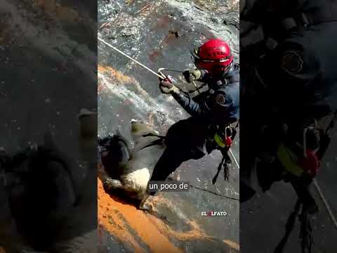 Rescatan a perrita atrapada en un risco de cascadas en Boyacá