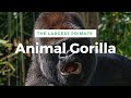 The Gorilla Is The Largest Primate Animal