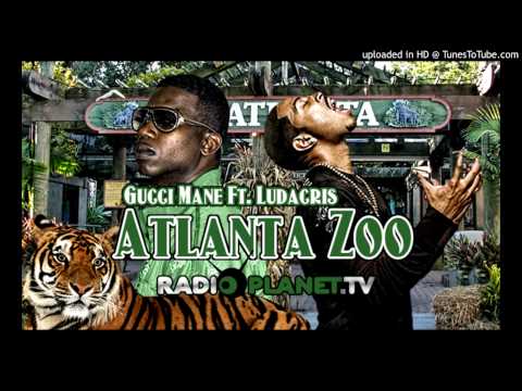 atl zoo gucci slowed nn thrwed