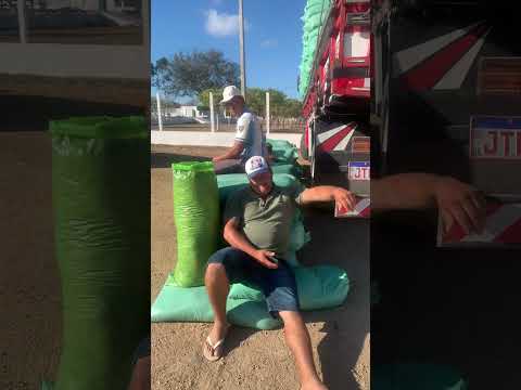 #pernambuco #gado #pecuarista #youtubeshorts #fazenda #venturosa #agro #brasil #vaca #nordeste #boi