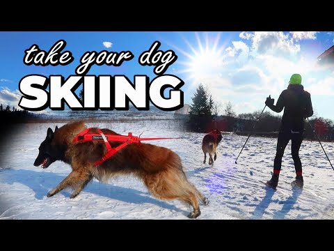 Dog SKIJORING | Dog Skiing Gear | How to Ski with my Dog | Best Winter Dog Sport