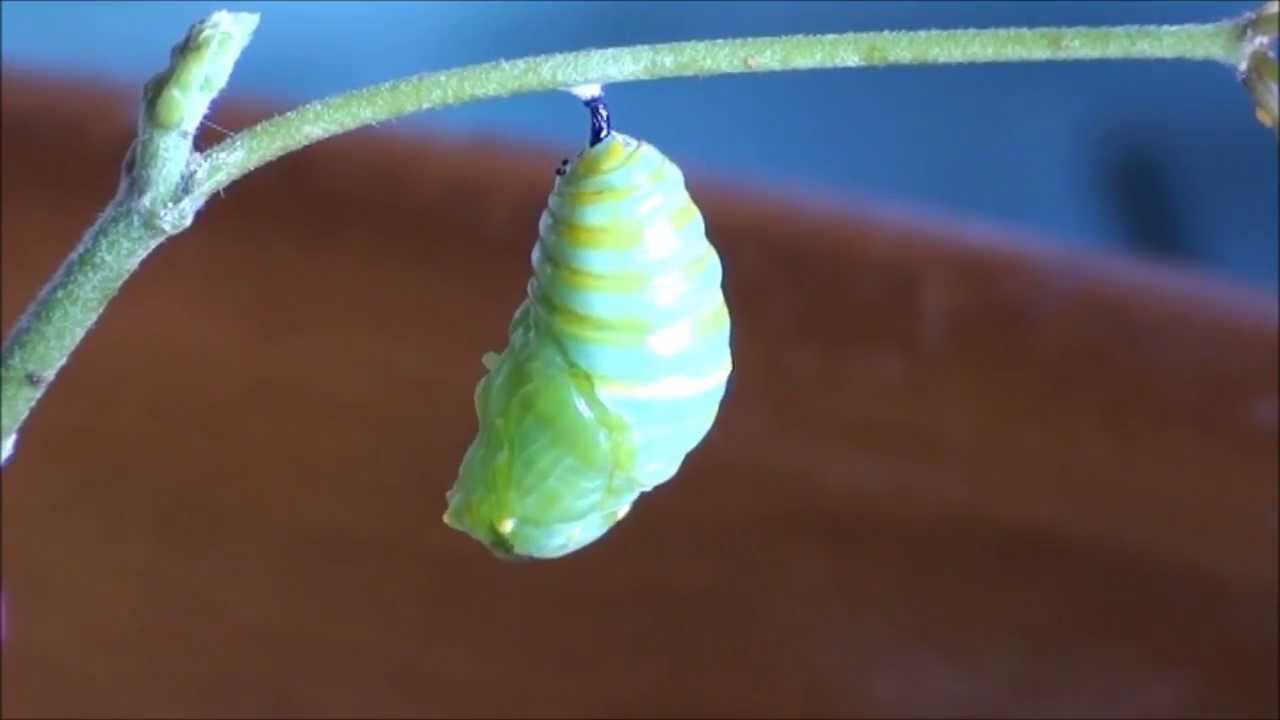 Transformación de un oruga en crisálida (mariposa Monarca).