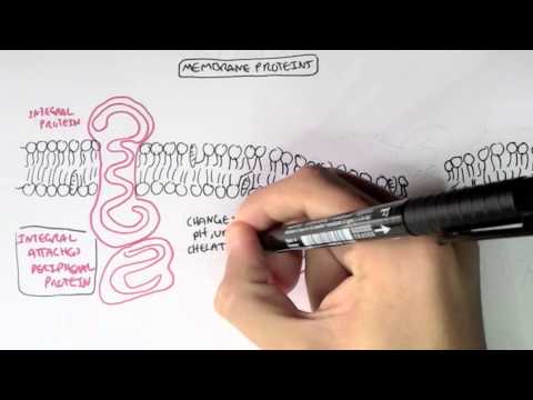 Human Metabolism Map I Glycolysis