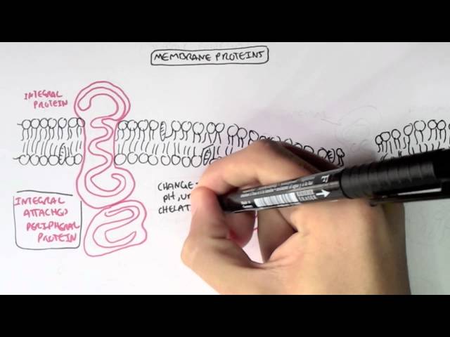 Membrane Protein II